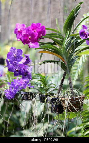 Splendida fioritura orchidee viola in un giardino Foto Stock