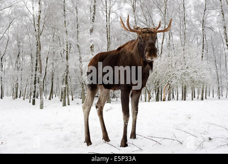 Unione Elk, Europeo alci, Eurasian elk o alci eurasiatica (Alces alces alces), Bull in inverno Foto Stock