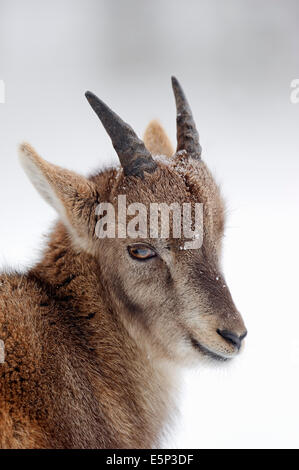 Stambecco delle Alpi (Capra ibex), capretti in inverno Foto Stock