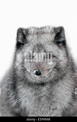 Volpe Artica, volpe bianca, volpe polare o neve volpe (Vulpes vulpes lagopus, Alopex lagopus) in inverno Foto Stock