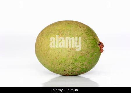 Guaiava comune o Apple guaiava (Psidium guaja) Foto Stock