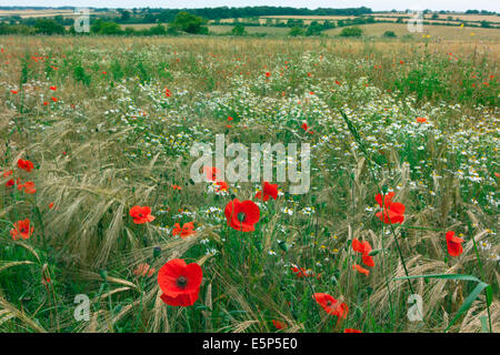 Campo di papavero Papaver rhoeas nel raccolto di cereali Foto Stock