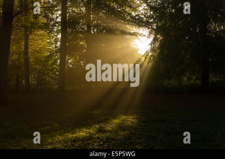 La mattina presto sun attraverso foglie e alberi Foto Stock
