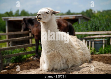 Un bianco llama appoggiata nella sua penna su una farm di allevatori appena a nord di Toronto. Foto Stock