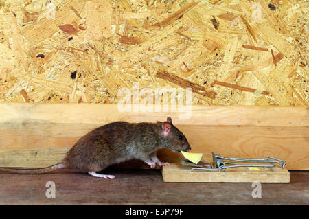 Un comune marrone o norvegese (ratto Rattus norvegicus) esaminando un (disarmato) trappola. Foto Stock