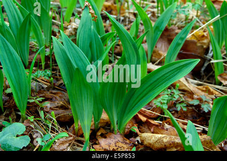 Aglio selvatico nella foresta di primavera - Allium ursinum Foto Stock