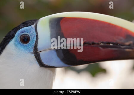 Rosso-fatturati, bianco-throated o Cuvier's Toucan (Ramphastos tucanus). Foto Stock