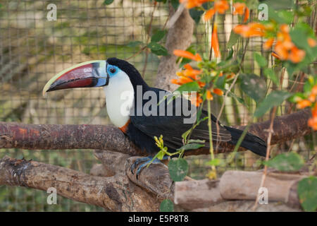 Rosso-fatturati, bianco-throated o Cuvier's Toucan (Ramphastos tucanus). Voliera bird. Foto Stock