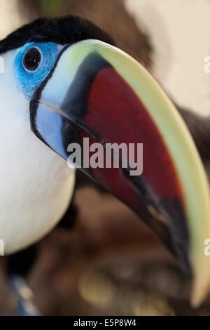 Rosso-fatturati, bianco-throated o Cuvier's Toucan (Ramphastos tucanus). Foto Stock