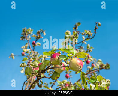 Mele mature sull'albero, sfondo con spazio vuoto per il testo. Foto Stock