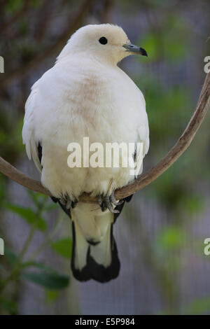 Torresian imperiale, Pied o noce moscata piccione (Ducula spilorrhoa). Foto Stock