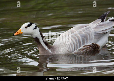 Bar-headed Goose (Anser indicus). Basta entrare in acqua per una nuotata. Foto Stock