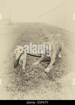 L'amicizia tra due cani con la guida dove il piccolo cucciolo di cane è a pochi altri più grande cane al guinzaglio cani giocando con l Foto Stock