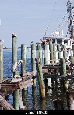 Pellicani riposo e preen sul dock palificazioni fino alla prossima opportunità di cattura del pesce. Foto Stock