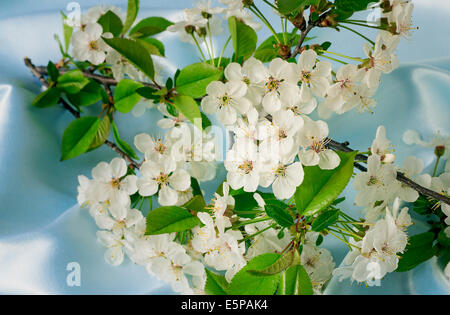 Dolce bianco dei fiori di ciliegio, le gemme e le foglie verdi su un ramo di ciliegio. Sono presentati su sfondo azzurro. Foto Stock
