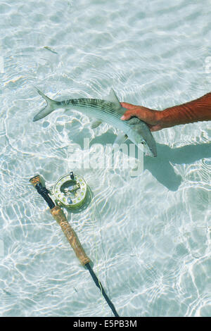 Pesca a Mosca per bonefish in Belize, America Centrale Foto Stock