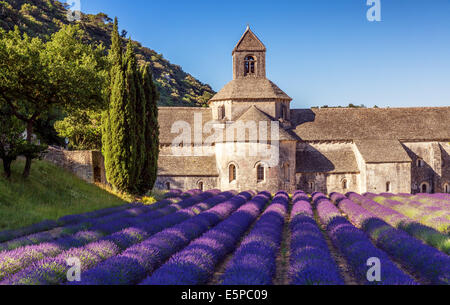 La romanica Abbazia Cistercense di Notre Dame di Senanque impostato tra la fioritura di campi di lavanda, vicino a Gordes, Provenza, Francia Foto Stock