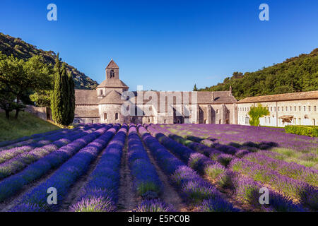 La romanica Abbazia Cistercense di Notre Dame di Senanque impostato tra la fioritura di campi di lavanda, vicino a Gordes, Provenza, Francia Foto Stock