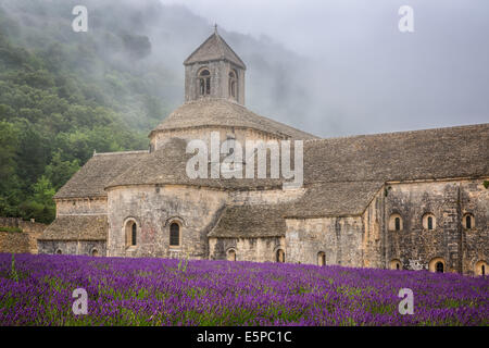 La romanica Abbazia Cistercense di Notre Dame di Senanque impostato tra la fioritura di campi di lavanda, vicino a Gordes, Provenza, Francia Foto Stock