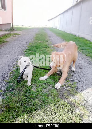 Due cucciolo cani a piedi ogni altro il guinzaglio, amicizia tra due cani giocando, piccolo cane camminando big cane al guinzaglio, Guid Foto Stock