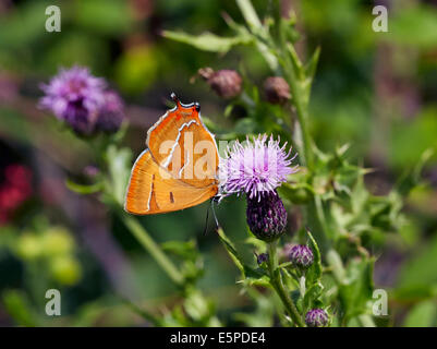 Brown Hairstreak butterfly (femmina) alimentazione su Thistle. Bookham comune, Surrey, Inghilterra. Foto Stock