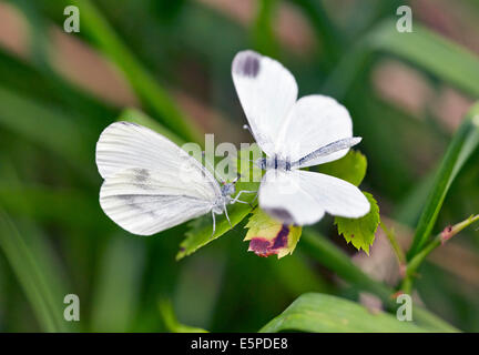 Rituali di corteggiamento di legno bianco farfalle. Legno quercino, Chiddingfold, Surrey, Inghilterra. Foto Stock