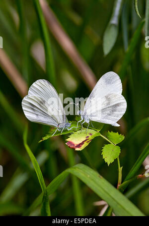 Rituali di corteggiamento di legno bianco farfalle. Legno quercino, Chiddingfold, Surrey, Inghilterra. Foto Stock