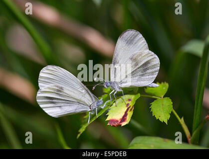Rituali di corteggiamento di legno bianco farfalle. Legno quercino, Chiddingfold, Surrey, Inghilterra. Foto Stock