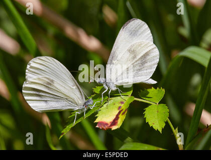 Rituali di corteggiamento di legno bianco farfalle. Legno quercino, Chiddingfold, Surrey, Inghilterra. Foto Stock