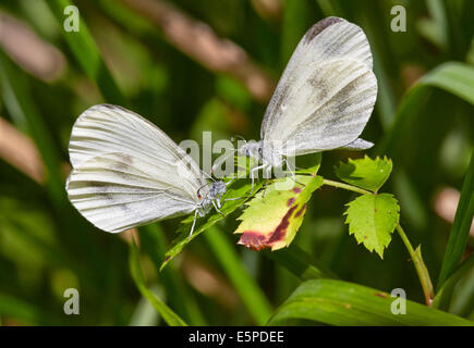 Rituali di corteggiamento di legno bianco farfalle. Legno quercino, Chiddingfold, Surrey, Inghilterra. Foto Stock