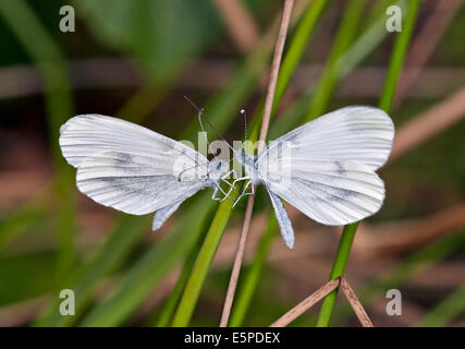 Rituali di corteggiamento di legno bianco farfalle. Legno quercino, Chiddingfold, Surrey, Inghilterra. Foto Stock