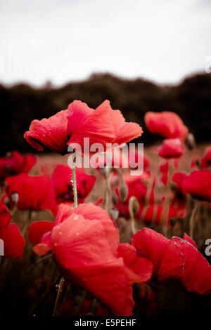 Red fioriture al crepuscolo e coperto con le gocce di pioggia nel campo di grano Foto Stock