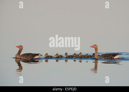 Graylag oche (Anser anser), famiglia di oche nuoto in unico file, il lago di Neusiedl National Park, Burgenland, Austria Foto Stock