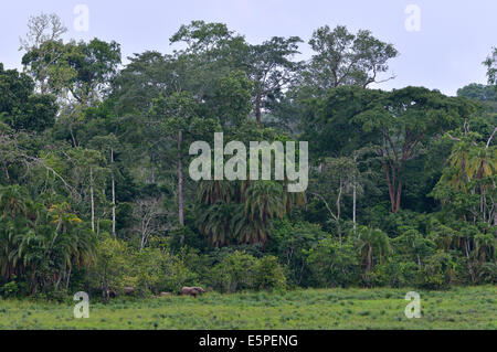African Forest Elephant (Loxodonta cyclotis), Ndangaye clearing, area Sud Ovest, Camerun Foto Stock