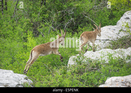 Lo spagnolo stambecchi (Capra pyrenaica pyrenaica), Antequera, Andalusia, Spagna Foto Stock