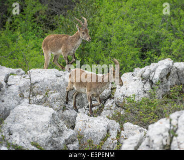 Lo spagnolo stambecchi (Capra pyrenaica pyrenaica), Antequera, Andalusia, Spagna Foto Stock