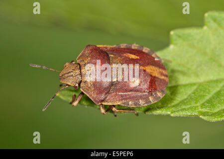 La protezione di specie di bug (Eurygaster "testudinaria), Baden-Württemberg, Germania Foto Stock