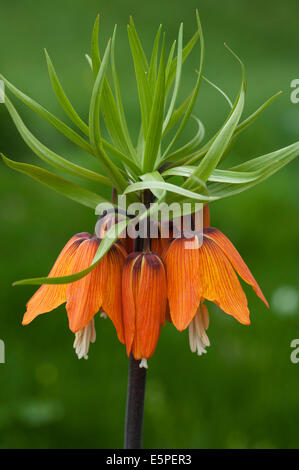 La corona imperiale (Fritillary Fritillaria imperialis), arancio-fioritura, Baviera, Germania Foto Stock