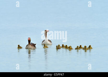 Graylag oche (Anser anser), famiglia di oche con pulcini, Burgenland, Austria Foto Stock