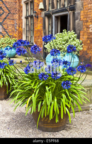 Cortile con blue agapanthus in una piantatrice di terracotta. Foto Stock