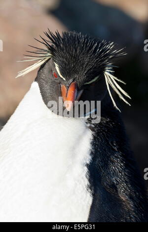 Pinguino saltaroccia (Eudyptes chrysocome) ritratto, il collo, Saunders Island, Isole Falkland, Sud America Foto Stock
