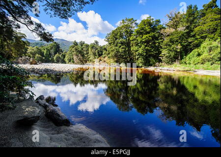 Alberi che riflette nell'acqua, Specchio Tarn, Oparara bacino, Karamea, Costa Ovest, South Island, in Nuova Zelanda, Pacific Foto Stock