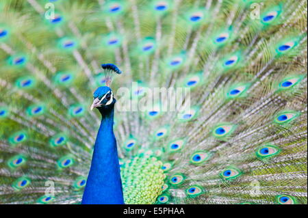 Pavone maschio (Pavo cristatus) visualizzazione del piumaggio al Castello di Leeds, Maidstone Kent, England, Regno Unito, Europa Foto Stock