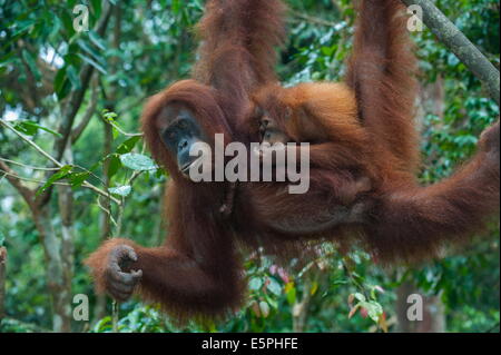 Il bambino e la madre di Sumatra (orangutan Pongo abelii), Bukit Lawang degli Oranghi di stazione di riabilitazione, Sumatra, Indonesia Foto Stock