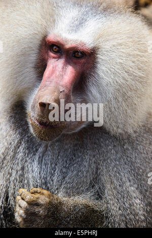 Hamadryas baboon (Papio hamadryas), lungo la strada che da Massaua ad Asmara, Eritrea, Africa Foto Stock