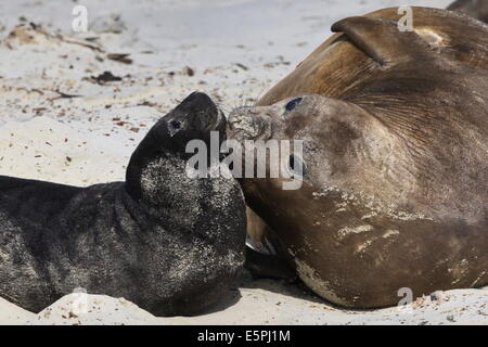 Nuova nata Elefante marino del sud (Mirounga leonina) pup con la madre, Sea Lion Island, Isole Falkland, Sud America Foto Stock