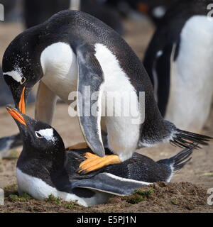 Pinguini saltaroccia (Eudyptes chrysocome) mate durante la stagione riproduttiva, Sea Lion Island, Isole Falkland, Sud America Foto Stock