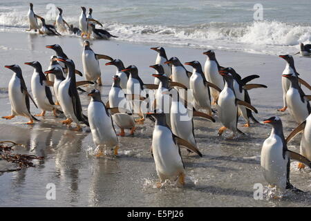 Grande gruppo di pinguini di Gentoo (Pygoscelis papua) emergono dal mare, Sea Lion Island, Isole Falkland, Sud America Foto Stock