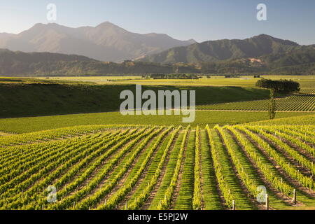 Vigneti lungo il lago di Delta Heights Road, Renwick, nelle vicinanze del Blenheim, regione di Marlborough, South Island, in Nuova Zelanda, Pacific Foto Stock