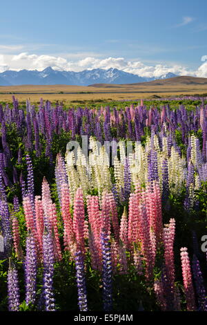Campo di lupini con il Sud delle Alpi dietro, vicino Lago Tekapo, regione di Canterbury, South Island, in Nuova Zelanda, Pacific Foto Stock